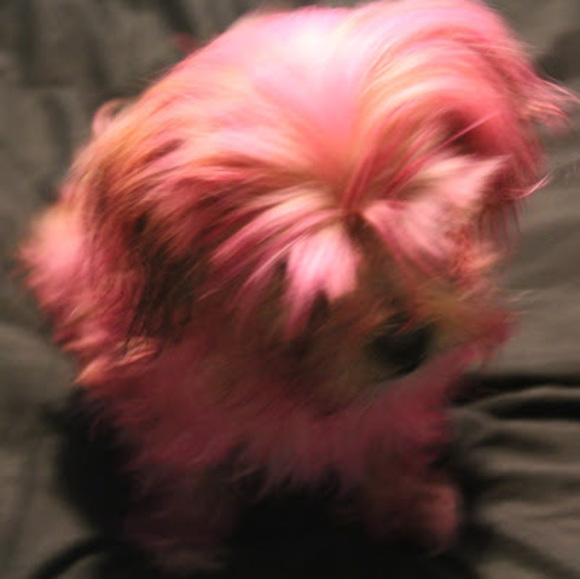 Meet your Posher, Diana - Picture 1 of 1